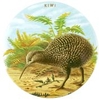 Coaster Kiwi - Ceramic